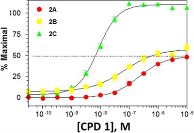 Behavioral Effects of a Novel Benzofuranyl-Piperazine Serotonin-2C Receptor Agonist Suggest a Potential Therapeutic Application in the Treatment of Obsessive–Compulsive Disorder